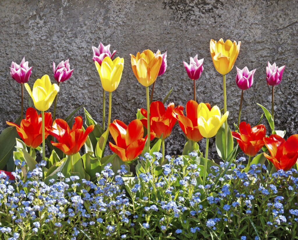 yellow and blue tulips blooming in a garden