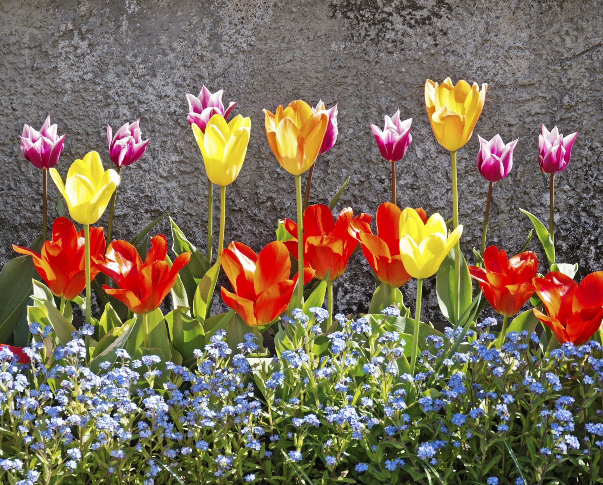 yellow and blue tulips blooming in a garden