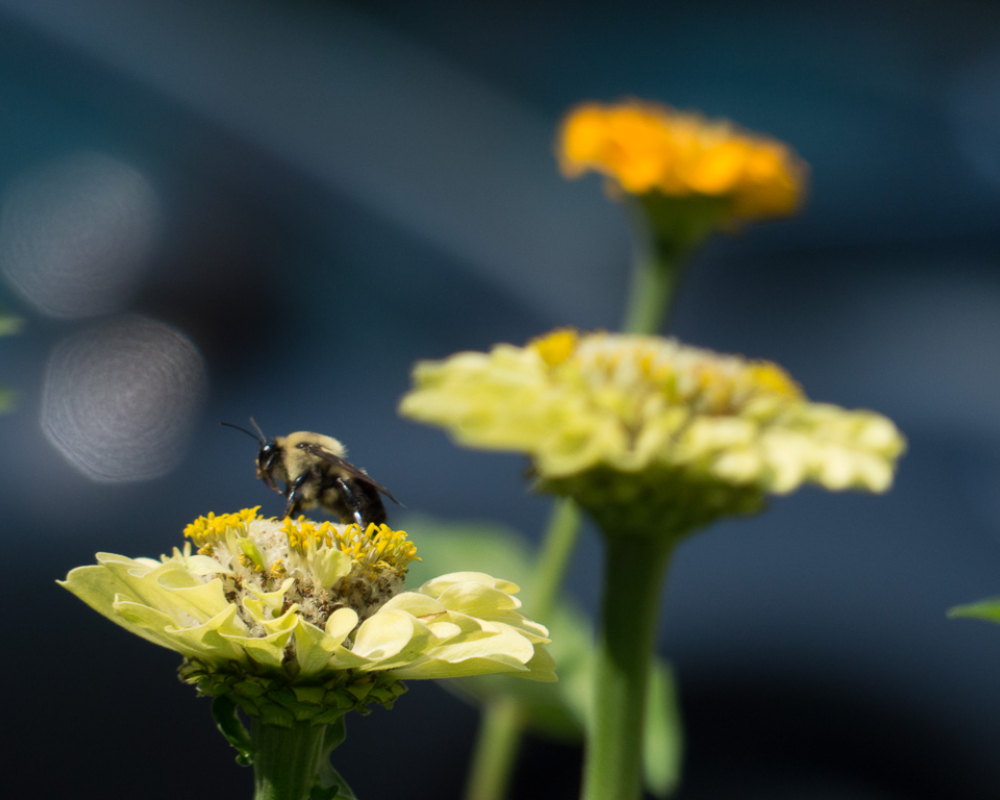 Gardens 13 gardens at north hill-075