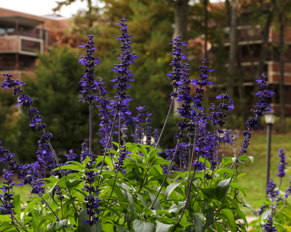 Gardens 10 gardens at north hill-078