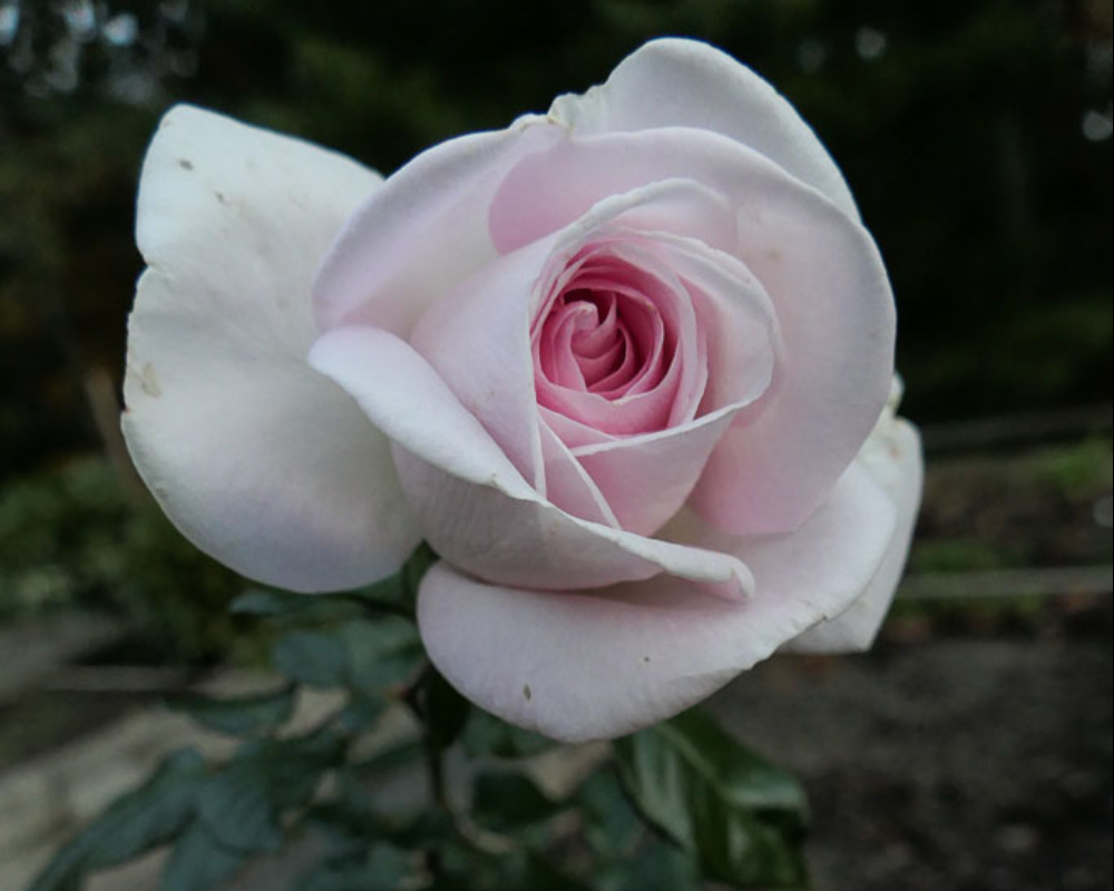 Gardens 9 gardens at north hill-079