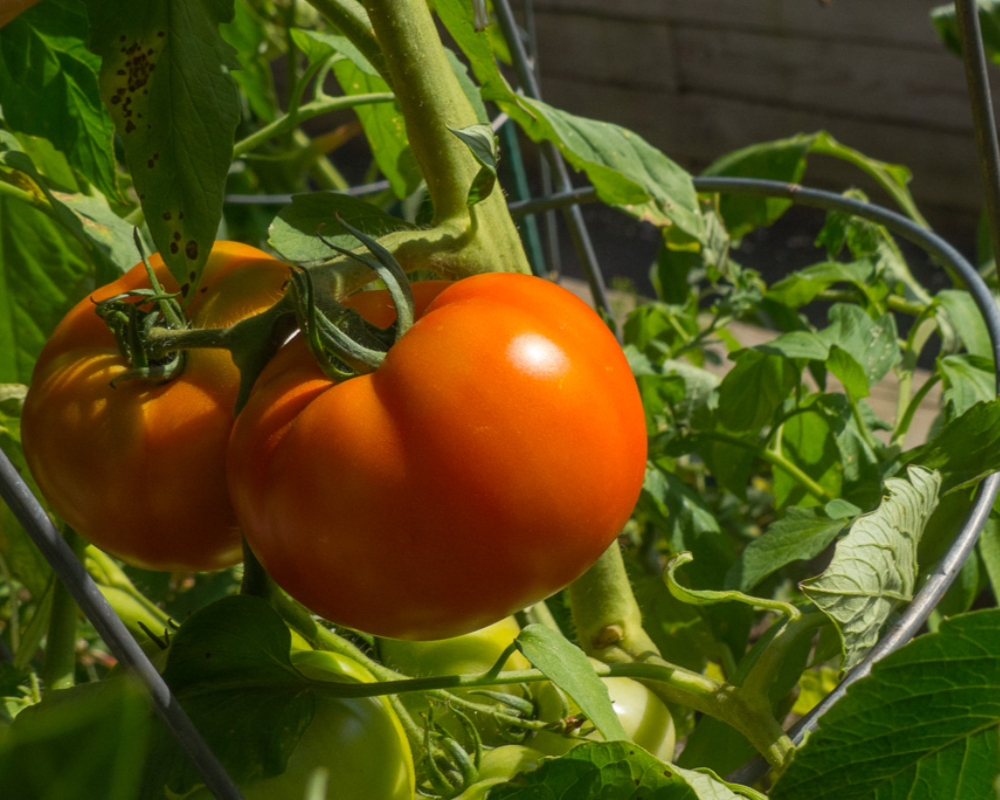 Gardens 8 gardens at north hill-080