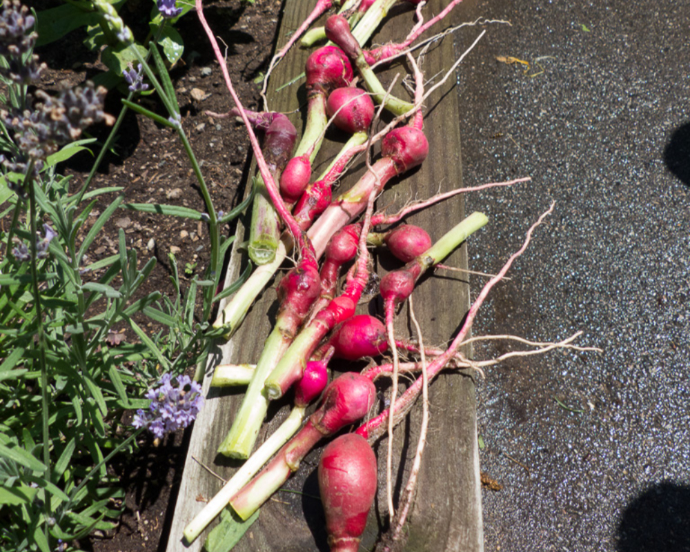 Gardens 7 gardens at north hill-081