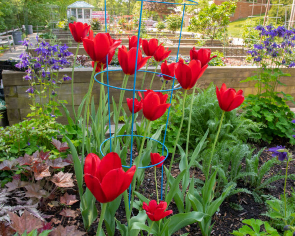 Gardens 6 gardens at north hill-082