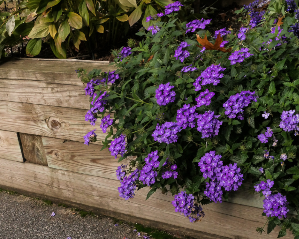 Gardens 5 gardens at north hill-083