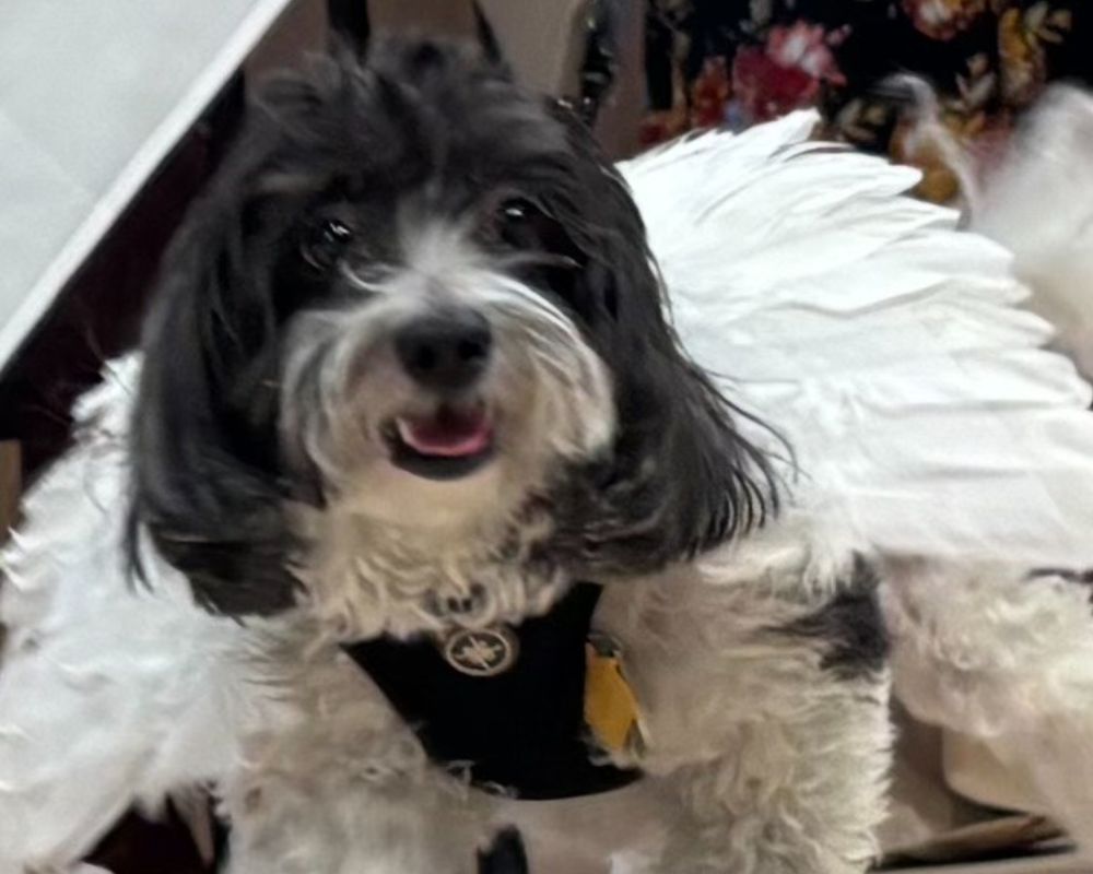 Pet Friendly 6 north hill pets-005