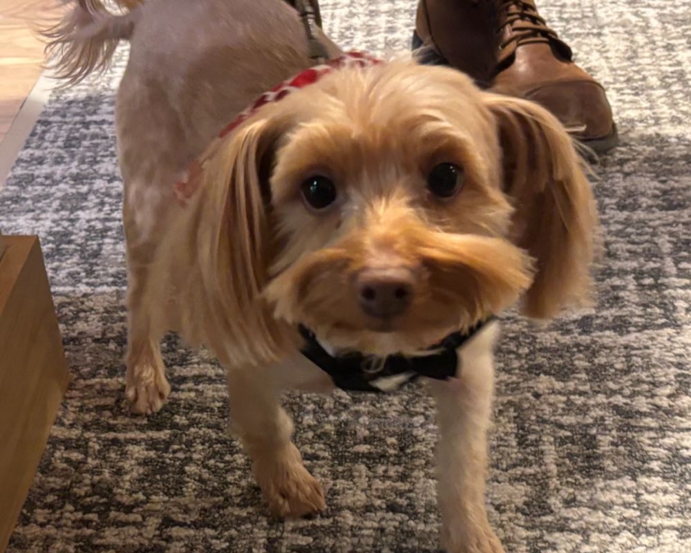 Pet Friendly 5 north hill pets-006