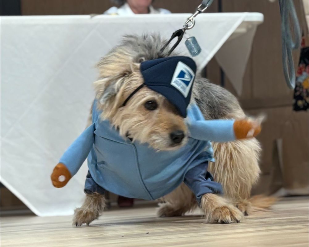 Pet Friendly 4 north hill pets-007