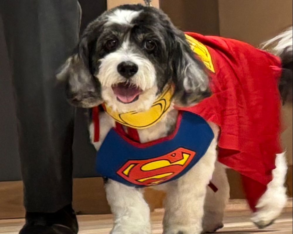 Pet Friendly 3 north hill pets-008