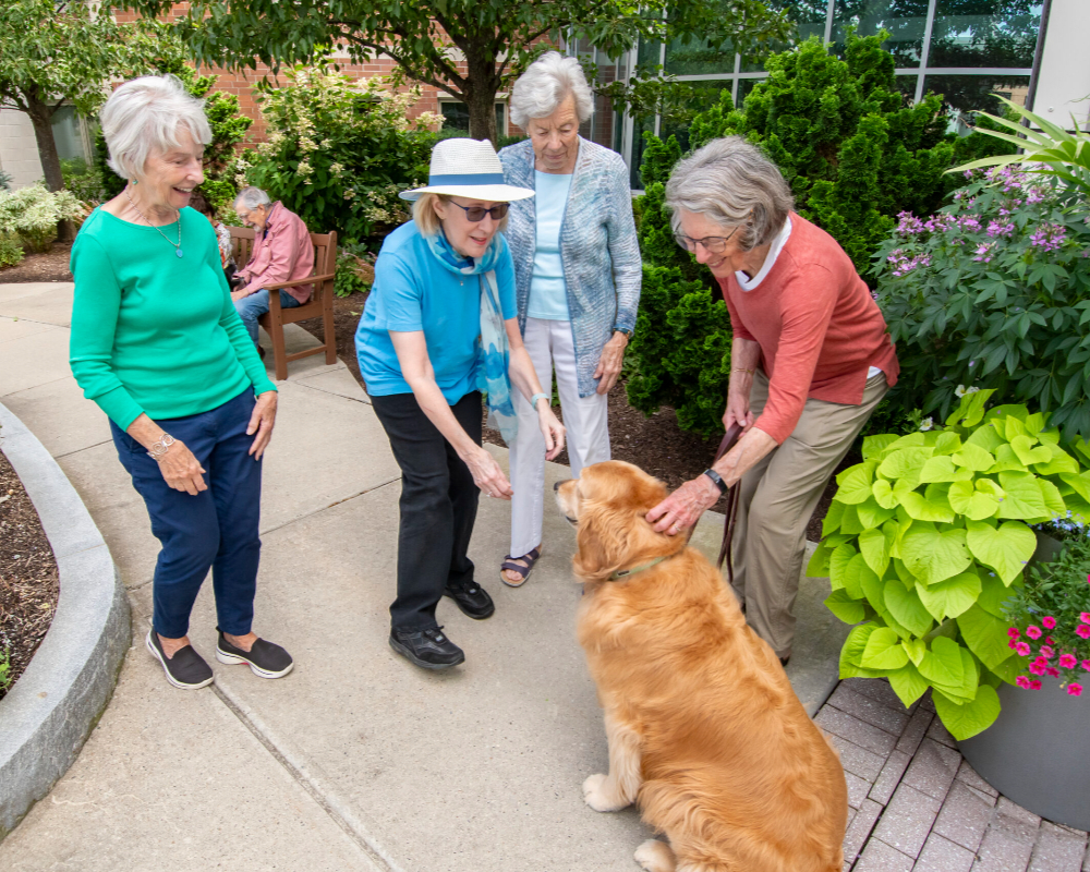 Pet Friendly 12 pet friendly at north hill-074